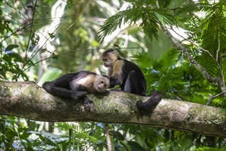 Tortuguero National Park, Costa Rica, Panamanian white-faced capuchin monkeys