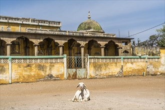 Goat in front of the mosque in Missirah, Sine Saloum Delta, Senegal, West Africa, Africa