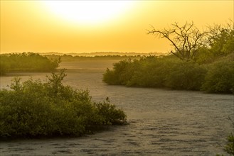 Sunset in the Sine Saloum Delta, Senegal, West Africa, Africa