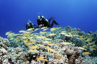 Diver, female diver, two, diving over coral reef, watching shoal of yellowfin sea bass