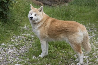 Akida dog breed, Allgaeu, Bavaria, Germany, Europe