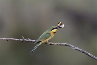 Little bee-eater
