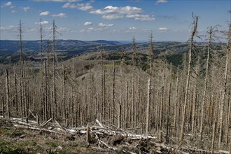 Symbolic photo on the subject of forest dieback in Germany. Spruce trees that have died due to drought and infestation by bark beetles stand in a forest in the Harz Mountains. Altenau, 28.06.2022, Alt...