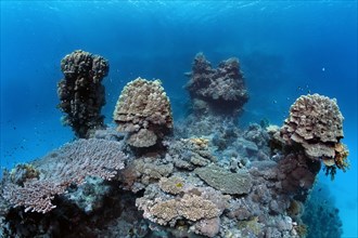 Underwater landscape, typical, bizarre, coral towers, dome coral