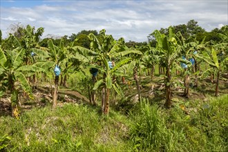 Cariari, Costa Rica, Bananas ripening on a plantation in northeastern Costa Rica, Central America