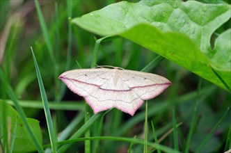 Dock moth, butterfly, moth, wing, red, line, grass, Germany, close-up of the blood-vein