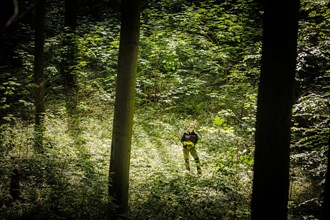 An employee of the Northwest German Forest Research Institute checks the stand of deciduous trees on an experimental plot in a deciduous forest in Lower Saxony. Here, research is being conducted into ...