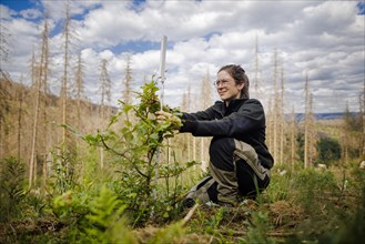 An employee of the Northwest German Forest Research Institute checks drought damage to a young beech on a trial plot in the Harz Mountains. Here, research is being conducted into how the forest can be...