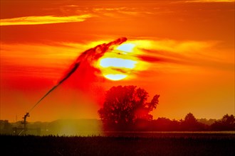 Irrigating the fields with a circular sprinkler, sunset, light