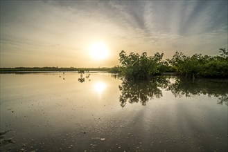 Sunrise by the mangroves, Kathior Island, Missirah, Sine Saloum Delta, Senegal, West Africa, Africa