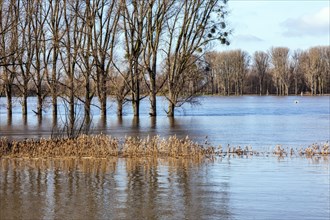 Flooding on the Rhine in the south of Duesseldorf, districts of Benrath and Urdenbach, Duesseldorf, North Rhine-Westphalia, Germany, Europe