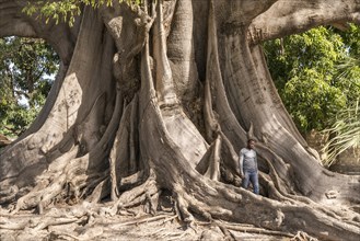 Huge ancient kapok tree in Missirah, Sine Saloum Delta, Senegal, West Africa, Africa