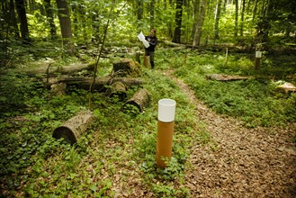 A staff member of the Northwest German Forest Research Institute checks a crown eaves collector on an experimental plot in a deciduous forest in Lower Saxony. Here, research is being conducted into ho...