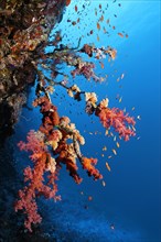 Klunzingers soft corals
