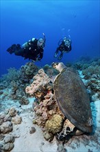 Diver, diving, two, looking at green turtle