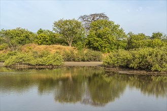 Mangrove Landscape, Kathior Island, Missirah, Sine Saloum Delta, Senegal, West Africa, Africa