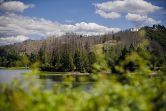 Symbolic photo on the subject of forest dieback in Germany. Spruce trees that have died due to drought and infestation by bark beetles stand at the Soes reservoir in a forest in the Harz mountains. Ri...