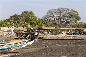 Fishing boats and huge ancient kapok tree in Missirah, Sine Saloum Delta, Senegal, West Africa, Africa