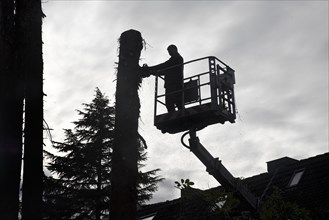 Tree feller in a working platform at work in the backlight, Witten, Ruhr area, North Rhine-Westphalia, Germany, Europe