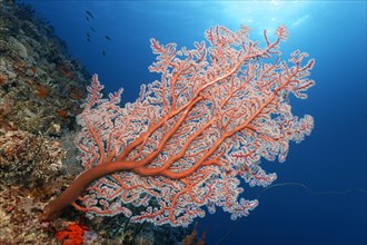 Coral reef drop-off with sea fan, gorgonian