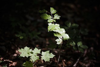 Young trees of Norway maple