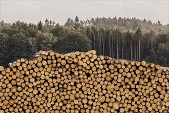 A stack of wood looms in front of a forest in Grosskuni, Grosskunitz, Germany, Europe