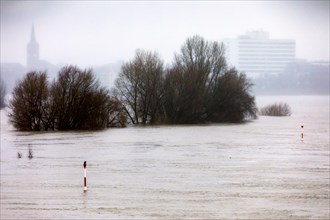 High water on the Rhine, flooding, Duesseldorf, North Rhine-Westphalia, Germany, Europe