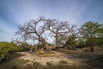 Baobab tree, Kathior Island, Missirah, Sine Saloum Delta, Senegal, West Africa, Africa