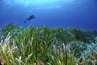 Diver over a seagrass meadow