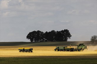A combine harvester threshes in a grain field in Markersdo, Markersdorf, Germany, Europe