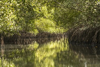 Mangroves in the Sine Saloum Delta, Senegal, West Africa, Africa