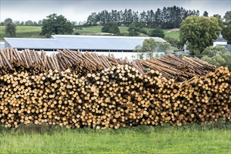 Timber yard at the sawmill, Stadtkyll, Rhineland-Palatinate, Germany, Europe