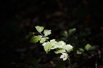 A young beech tree growing in a deciduous forest in Lower Saxony. Mackenrode, 28.06.2022, Mackenrode, Germany, Europe