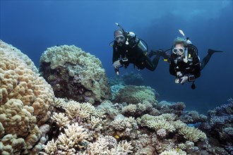 Diver, diving, two, looking at, diving over intact, intact coral reef, various Acropora stony corals