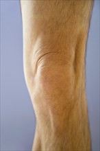 An adult males knee