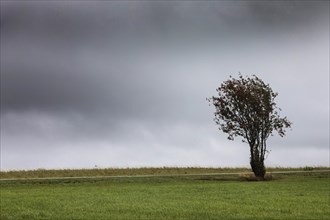 Lone tree on the ridge in a strong wind in rainy weather, province of Liege, Belgium, Europe