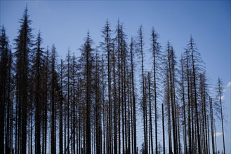 Symbolic photo on the subject of forest dieback in Germany. Spruce trees that have died due to drought and infestation by bark beetles stand in a forest in the Harz Mountains. Altenau, Altenau, German...