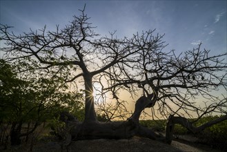 Baobab tree, Kathior Island, Missirah, Sine Saloum Delta, Senegal, West Africa, Africa