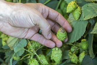 Baroda, Michigan, Halo blight is seen on a hops cone, or flower, at Hop Head Farms in west Michigan. The disease is caused by a fungus