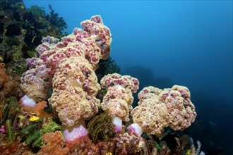 Coral reef drop-off with colony of soft corals
