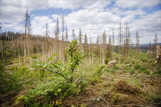 A young beech tree with drought damage stands in a forest in the Harz Mountains. In the background are conifers dead due to drought and bark beetle. Lerbach, 28.06.2022, Lerbach, Germany, Europe