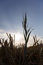Ear of wheat left on the field after harvesting, Ditzingen, Baden-Wuerttemberg, Germany, Europe