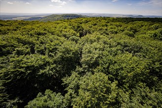 View of the treetops of a deciduous forest in Lower Saxony. Mackenrode, 28.06.2022, Mackenrode, Germany, Europe