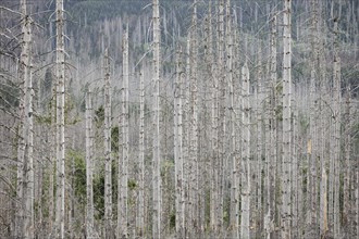 Symbolic photo on the subject of forest dieback in Germany. Spruce trees that have died due to drought and infestation by bark beetles stand in a forest in the Harz Mountains. Torfhaus, Torfhaus, Germ...