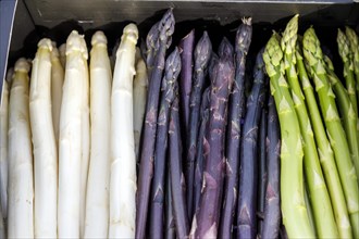 White, Green and Purple or Purple Asparagus, a rare variety from Italy