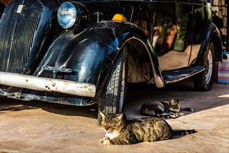 Cat with vintage car, old oil mill, Archangelos, Rhodes, Greece, Europe