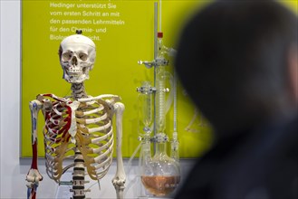 Skeleton of a human body for biology lessons by the manufacturer Hedinger. The trade fair Didacta is Europes largest education trade fair. Stuttgart, Baden-Wuerttemberg, Germany, Europe
