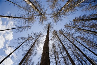 Symbolic photo on the subject of forest dieback in Germany. Spruce trees that have died due to drought and infestation by bark beetles stand in a forest in the Harz Mountains. Altenau, 28.06.2022, Alt...