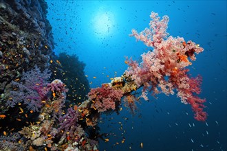 Overgrown with Klunzinger soft corals