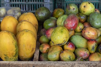 La Pavona, Costa Rica, Locally-grown papayas and mangos on sale at a fruit stand, Central America